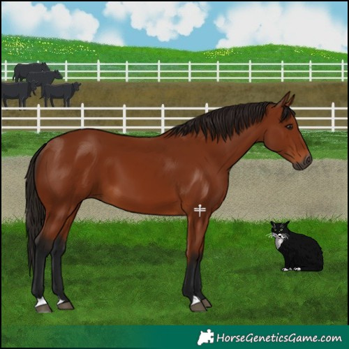 Horse Color:Gray Bay 