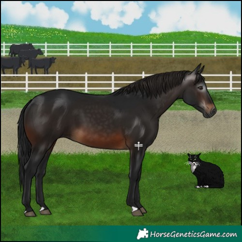 Horse Color:Gray Bay