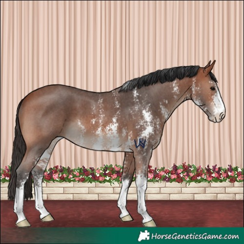 Horse Color:Bay Sabino