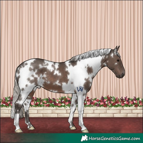 Horse Color:White Spotted Silver Black