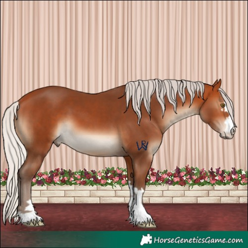 Horse Color:Silver Bay 