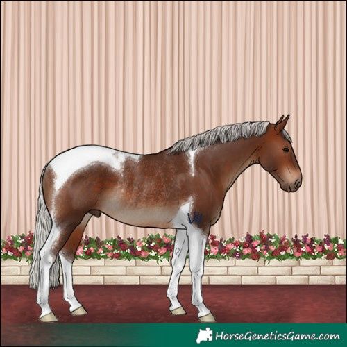 Horse Color:Silver Bay Tobiano Rabicano