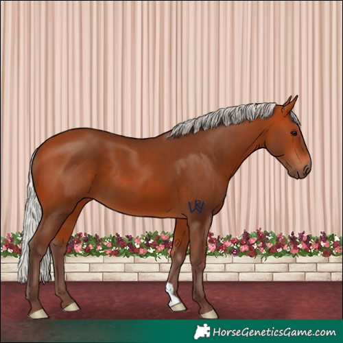 Horse Color:Silver Bay 