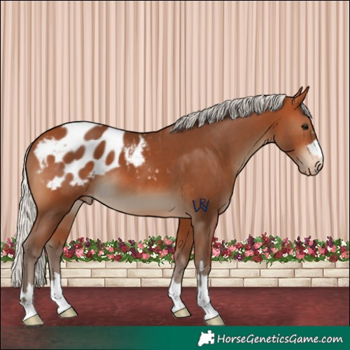 Horse Color:Silver Bay Appaloosa 