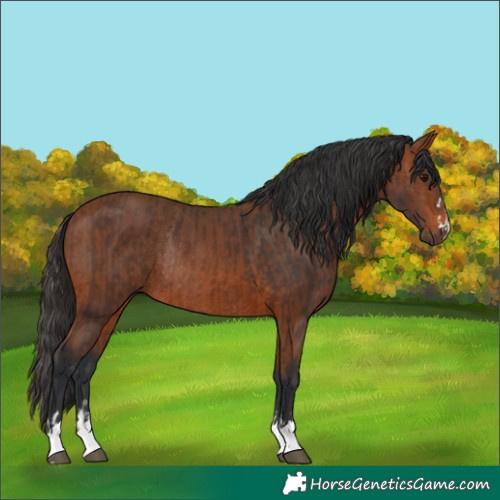 Horse Color:Brown Rabicano and Bay Rabicano