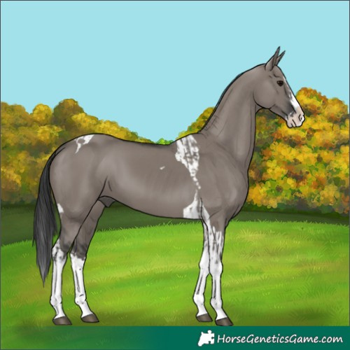 Horse Color:Grullo Sabino Splash  and Grullo Splash Tobiano 