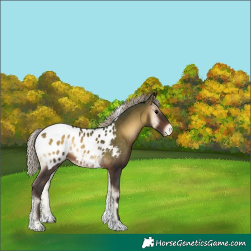 Horse Color:Silver Brown Onyx Tobiano Appaloosa