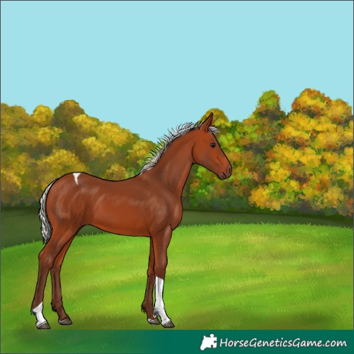 Horse Color:Silver Bay Tobiano 
