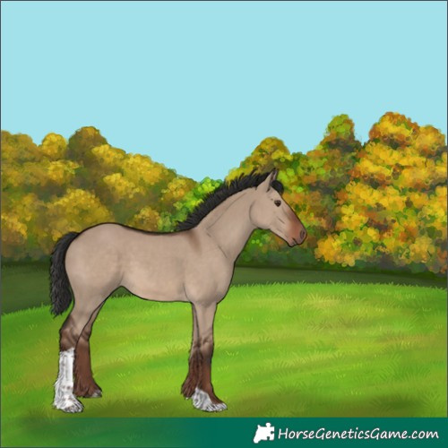 Horse Color:Liver Red Dun Tobiano