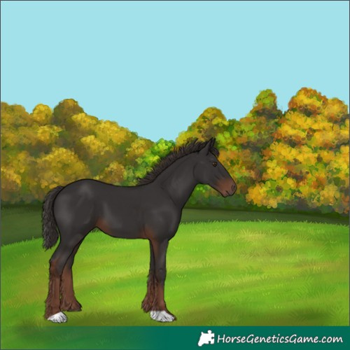 Horse Color:Liver Chestnut