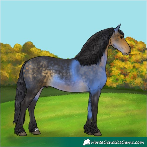 Horse Color:Buckskin 