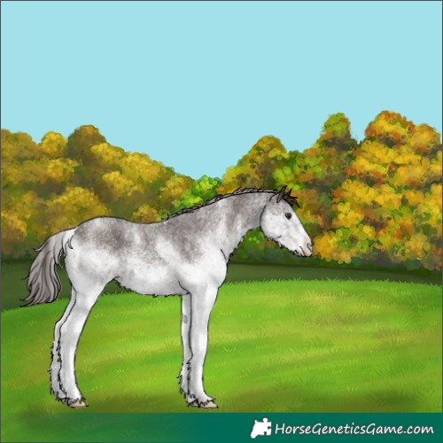 Horse Color:White Spotted Liver Chestnut 