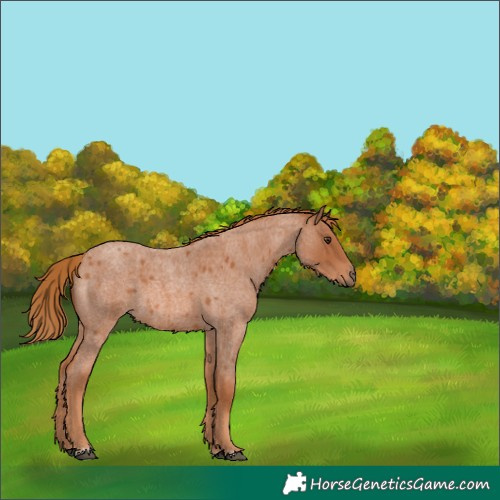 Horse Color:Red Roan 