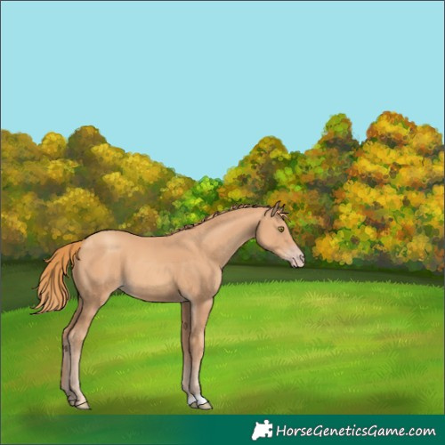 Horse Color:Gold Champagne 