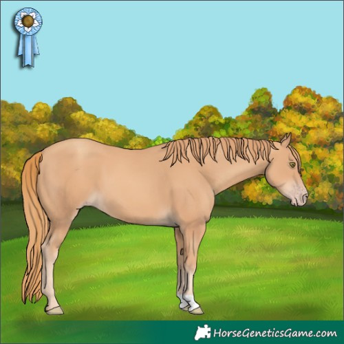Horse Color:Gold Champagne
