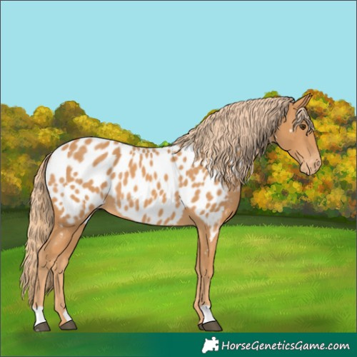 Horse Color:Unknown 