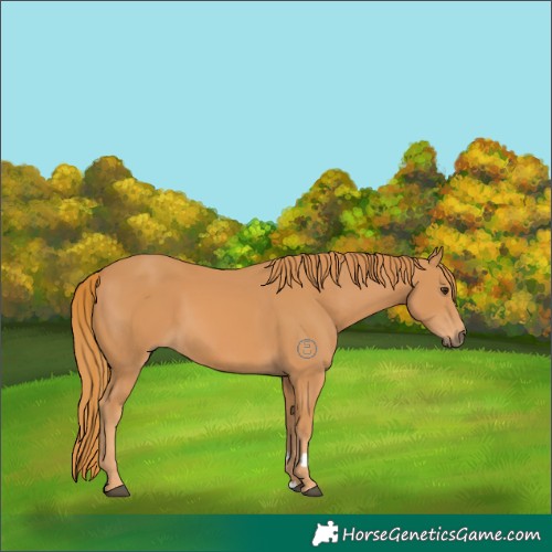 Horse Color:Chestnut Rabicano 