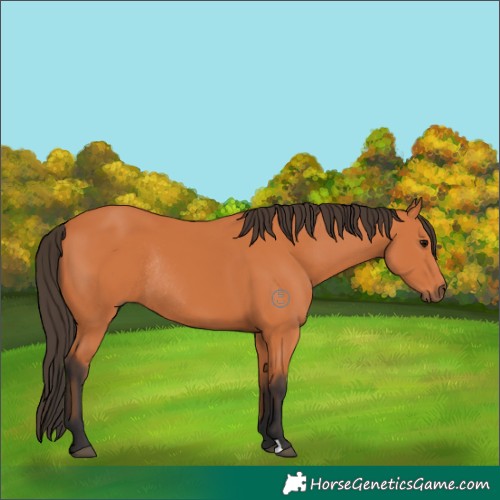 Horse Color:Bay Rabicano