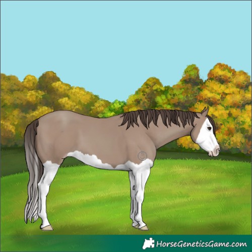 Horse Color:Classic Champagne Splash