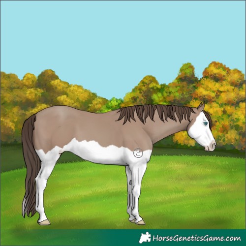 Horse Color:Classic Champagne Splash