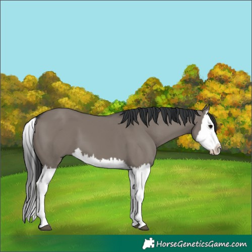 Horse Color:Grullo Splash 