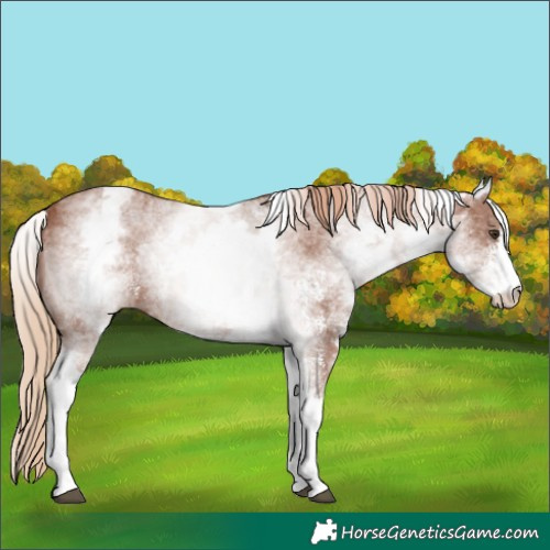 Horse Color:White Spotted Chestnut Sabino
