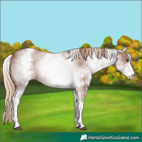 Horse Color:White Spotted Chestnut Sabino