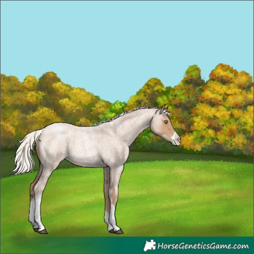 Horse Color:Silver Blue Roan Pearl Tobiano Frame 