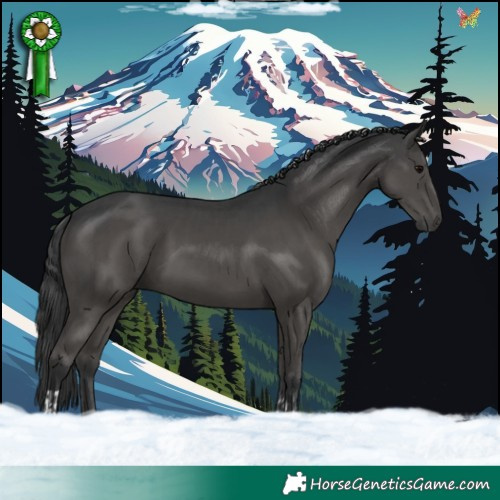 Horse Color:Black  and Black 