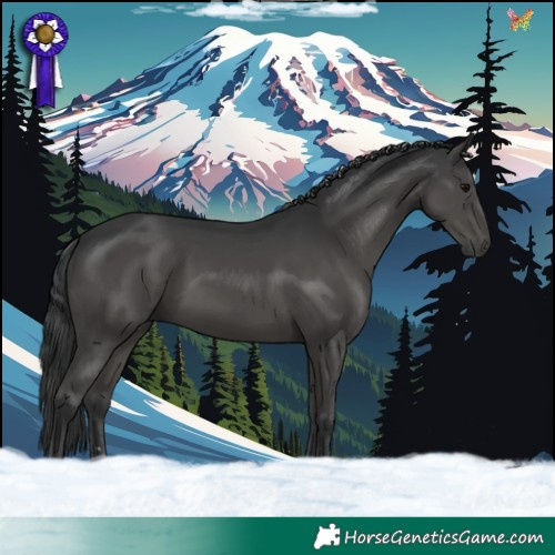 Horse Color:Black and Black
