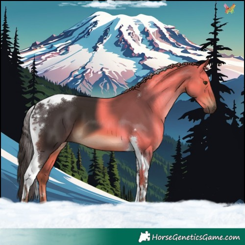 Horse Color:Liver Chestnut Tobiano