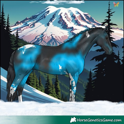Horse Color:Brown Tobiano 