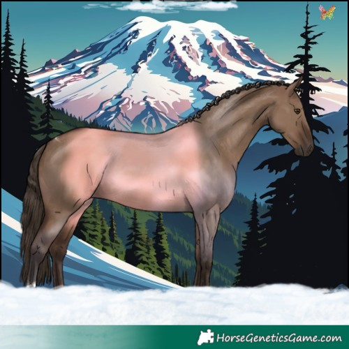 Horse Color:Liver Red Dun Tobiano