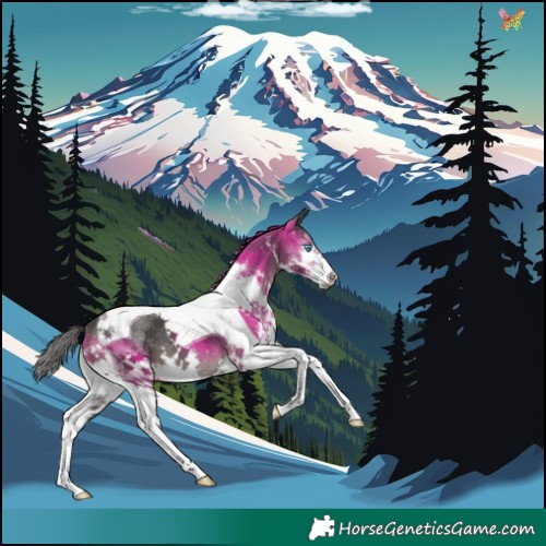 Horse Color:Black Splash Tobiano 