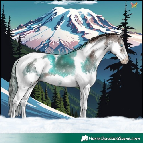 Horse Color:Liver Chestnut Splash Tobiano 