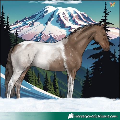 Horse Color:Liver Red Dun Tobiano 
