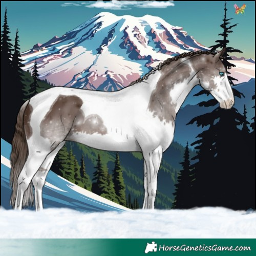 Horse Color:Liver Chestnut Splash Tobiano