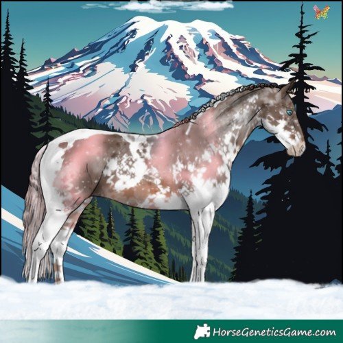 Horse Color:Liver Chestnut Splash Tobiano