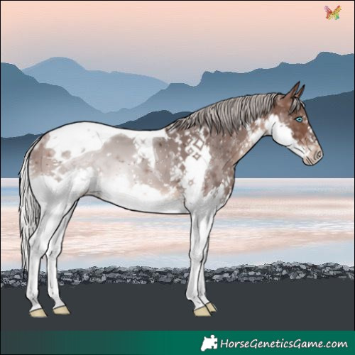 Horse Color:Silver Brown Splash Tobiano