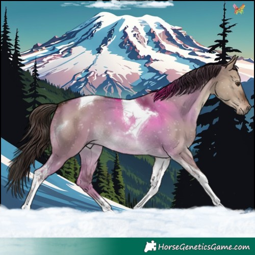 Horse Color:Liver Red Dun Tobiano