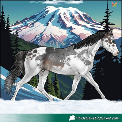 Horse Color:Brown Splash Tobiano