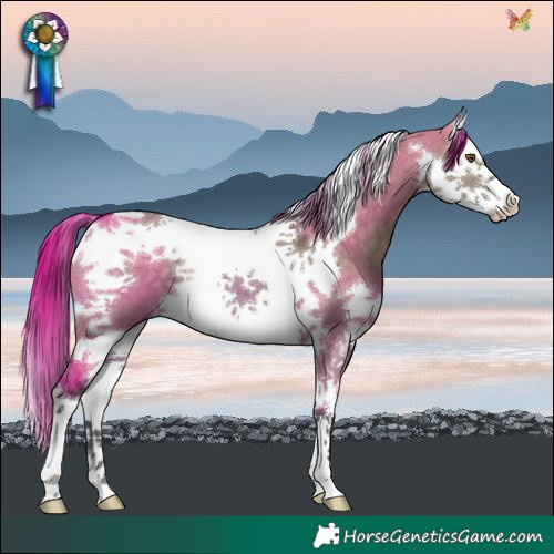 Horse Color:Brown Dun Splash Tobiano 