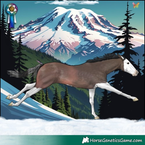 Horse Color:Brown Dun Splash 