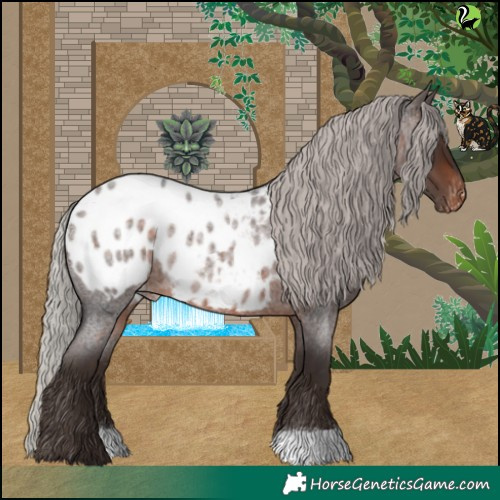 Horse Color:Silver Brown Roan Appaloosa 