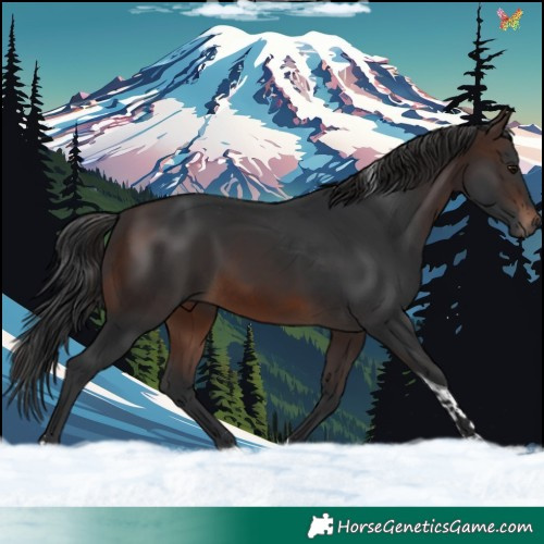 Horse Color:Brown Tobiano