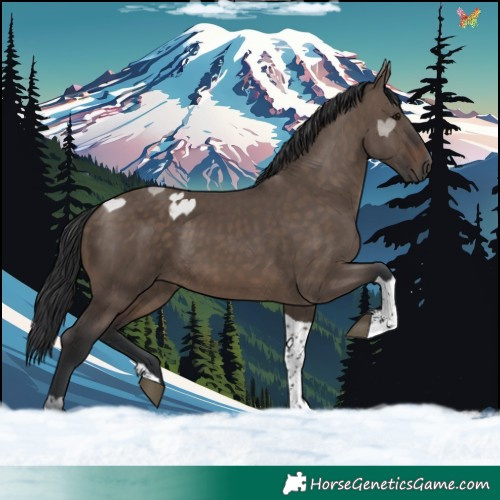 Horse Color:Brown Dun Tobiano