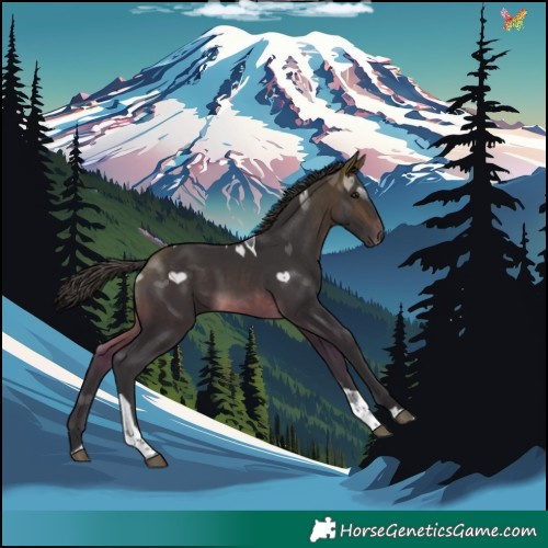 Horse Color:Buckskin Tobiano