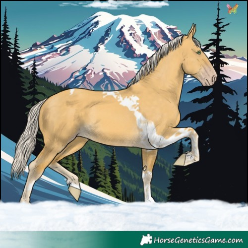 Horse Color:Silver Sable Cream Champagne Dun Tobiano 