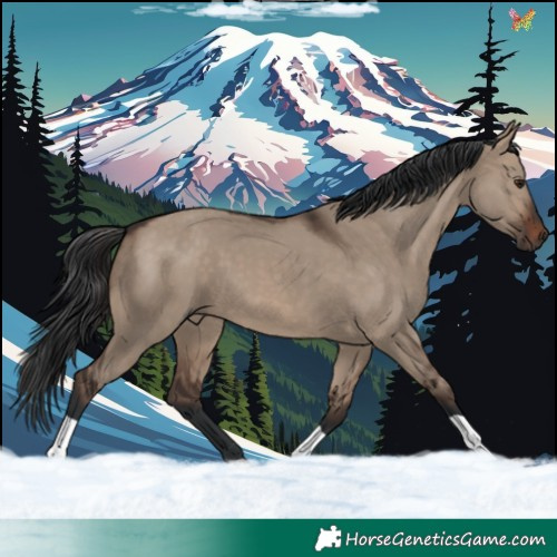 Horse Color:Brown Dun