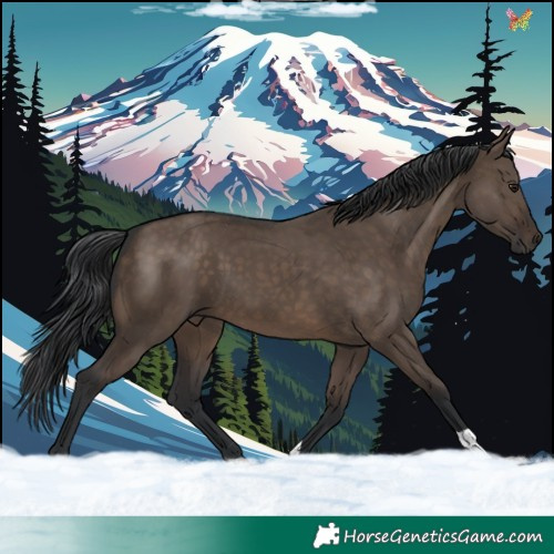 Horse Color:Brown Dun 
